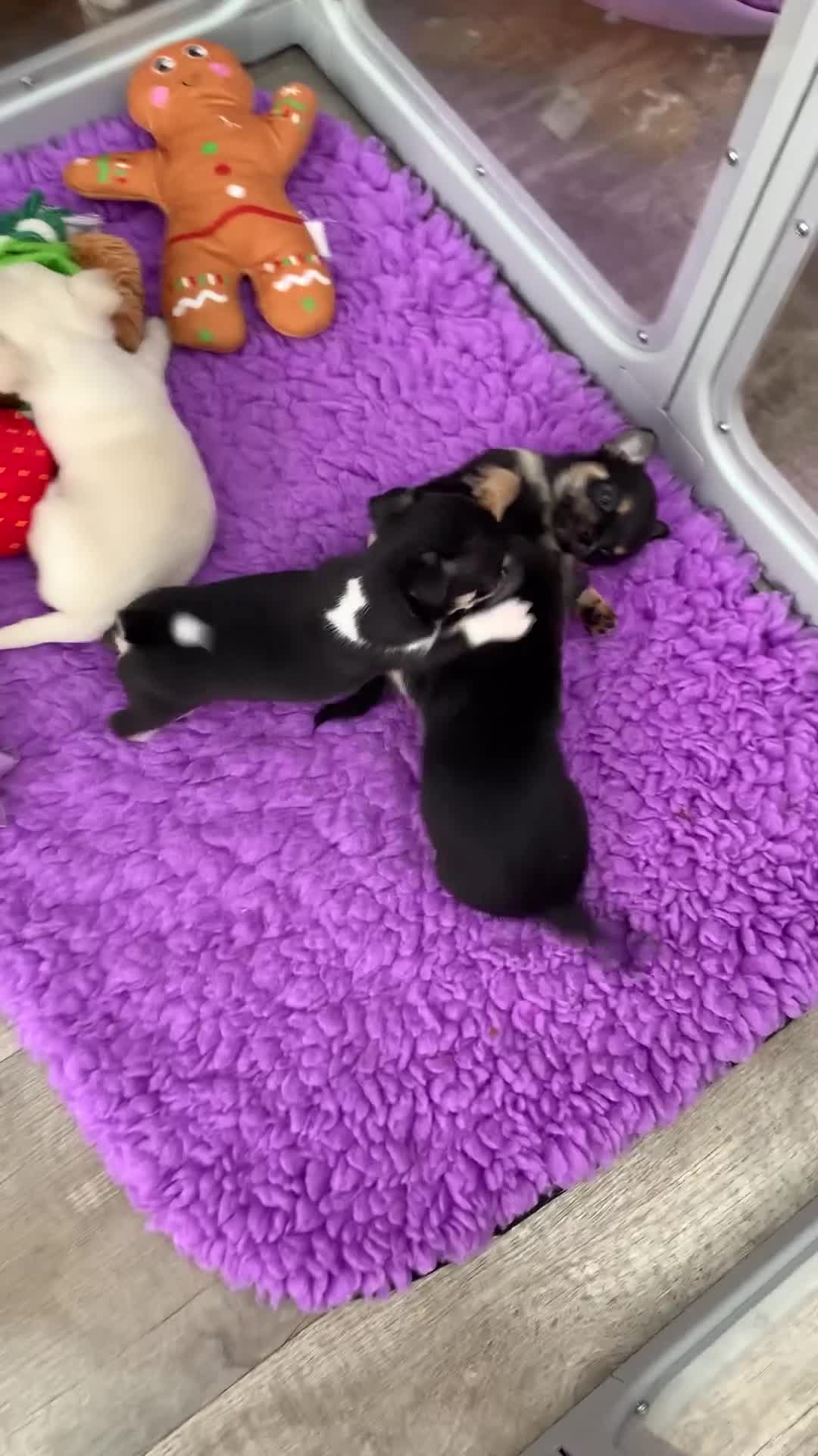 Chihuahua dogs for sale: 5* LICENSED READY💕 KC SMOOTH CHI BABY BOYS X2  - Video 5