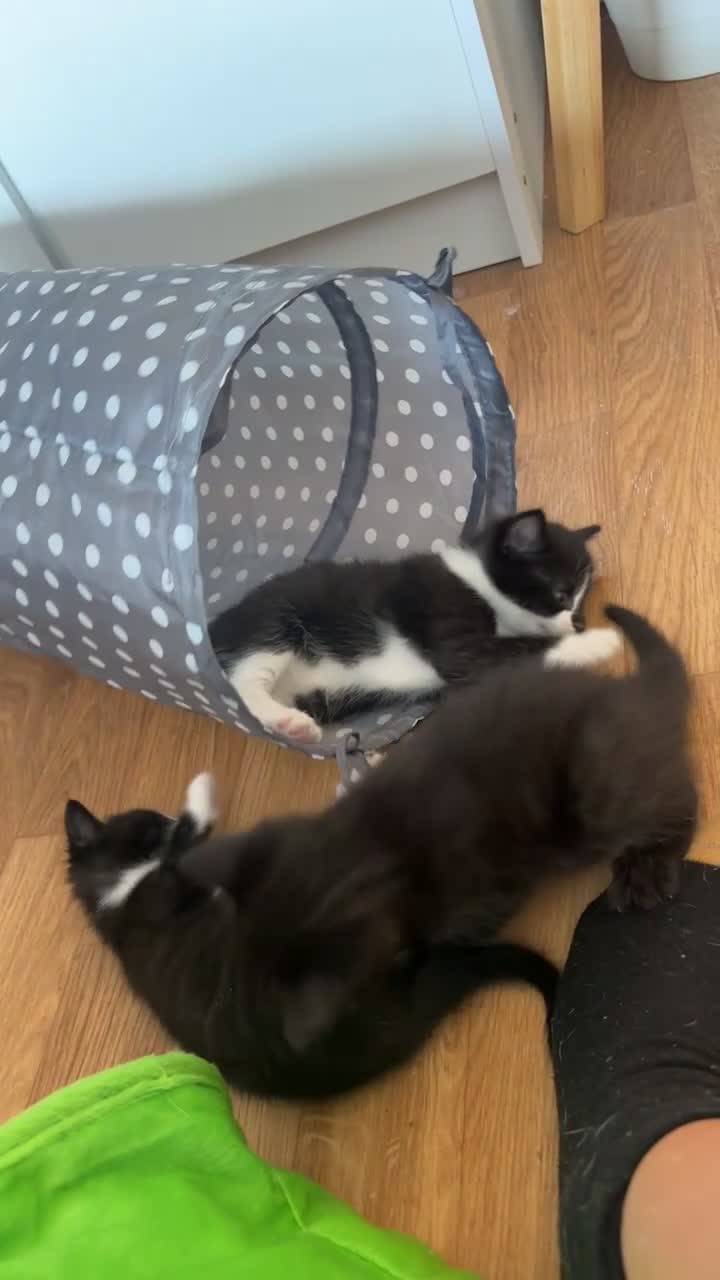 Mixed Breed cats for sale: Playful kittens looking for a loving home  - Video 4