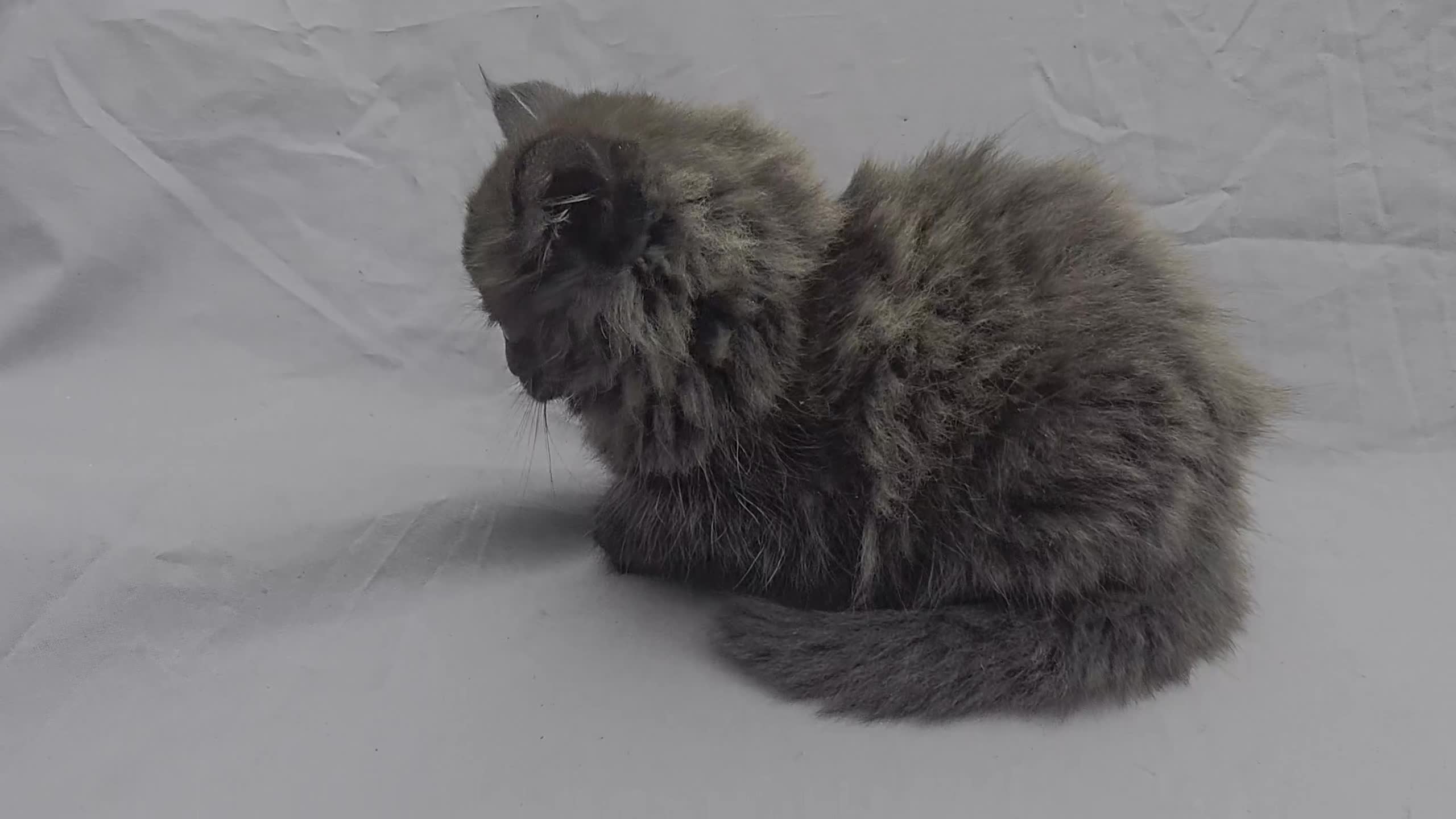 European cats for sale: Beautiful, friendly and playful kittens - Video 1