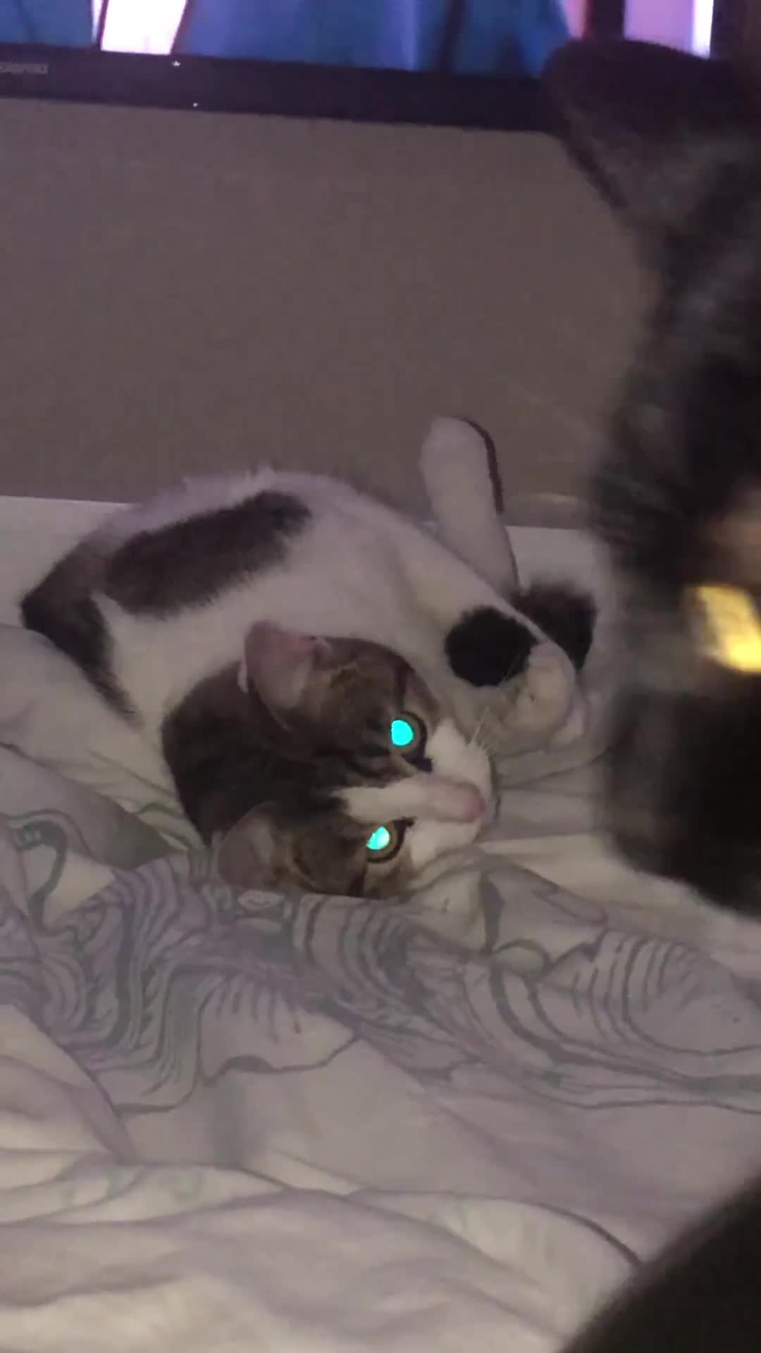 Domestic Shorthair cats for sale: Maisie the cat - Video 1