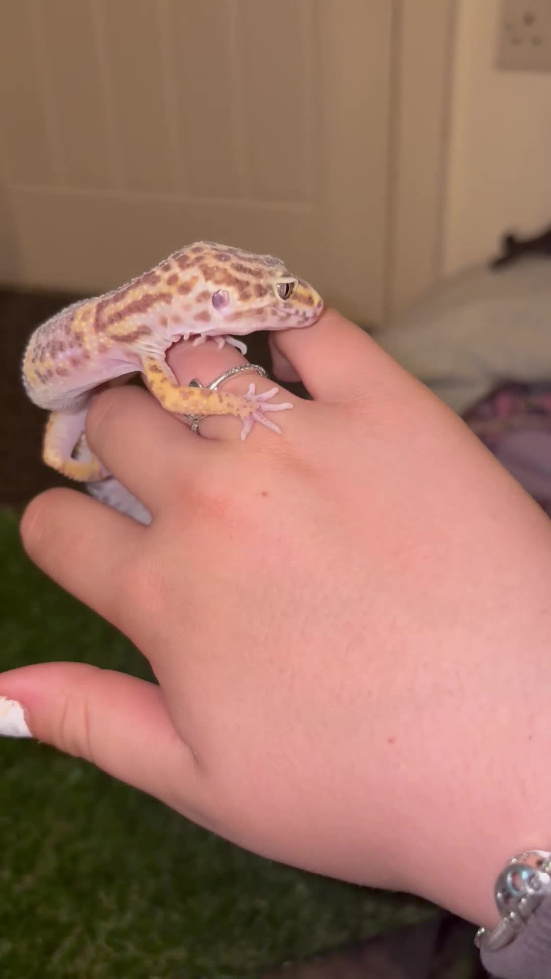 Gecko reptiles for sale: Hypo leopard gekkos in Dukinfield - Video 1