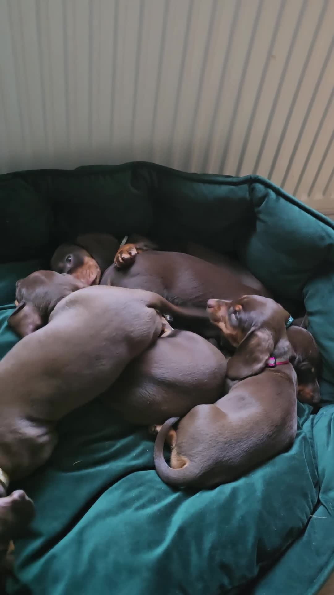 Dachshund dogs for sale: Beautiful Standard Dachshund PuppiesReadyNow 🏡❤️  - Video 2
