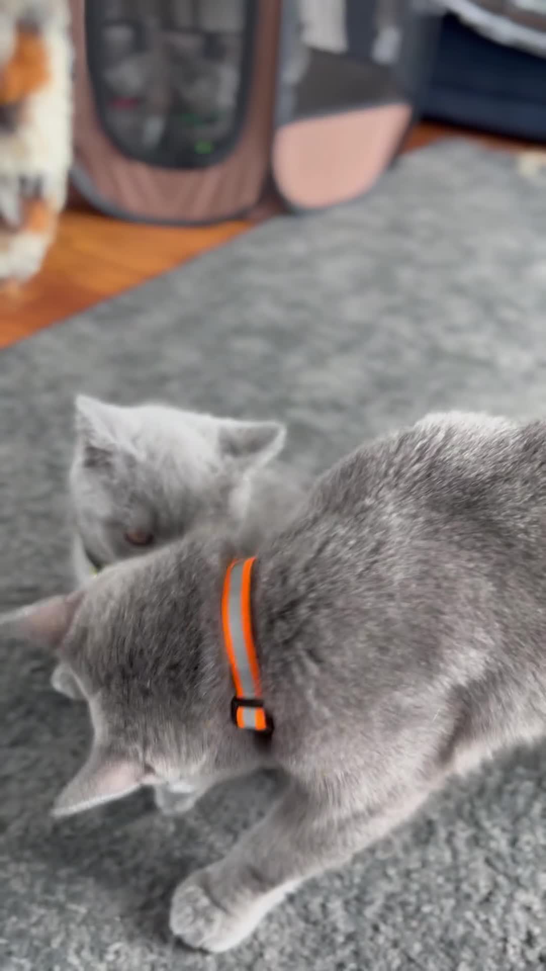 British Shorthair cats for sale: GCCF Reg. champ dad & lovely mom's 1st kittens! - Video 2