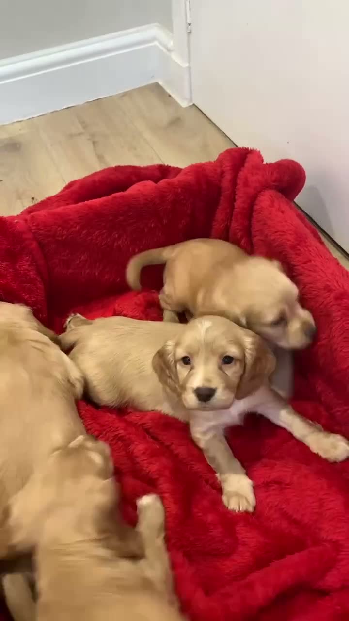 Cocker Spaniel dogs for sale: KC Reg Cocker Spaniel Puppies DNA Tested  in Aberdeen - Video 2