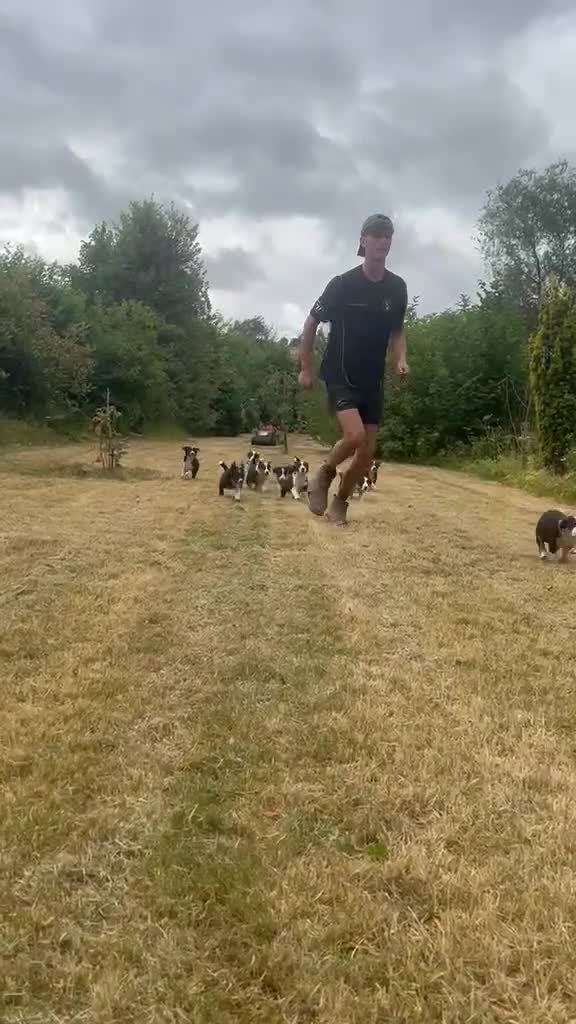Border Collie dogs for sale: 9 Border Collie pups - Video 2