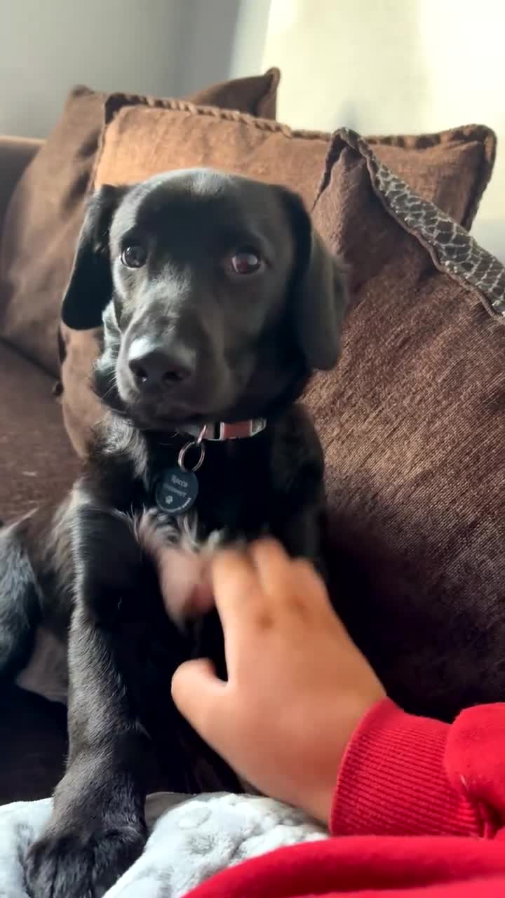 Mixed Breed dogs for sale: 7 Month old Corgipoo - Video 2