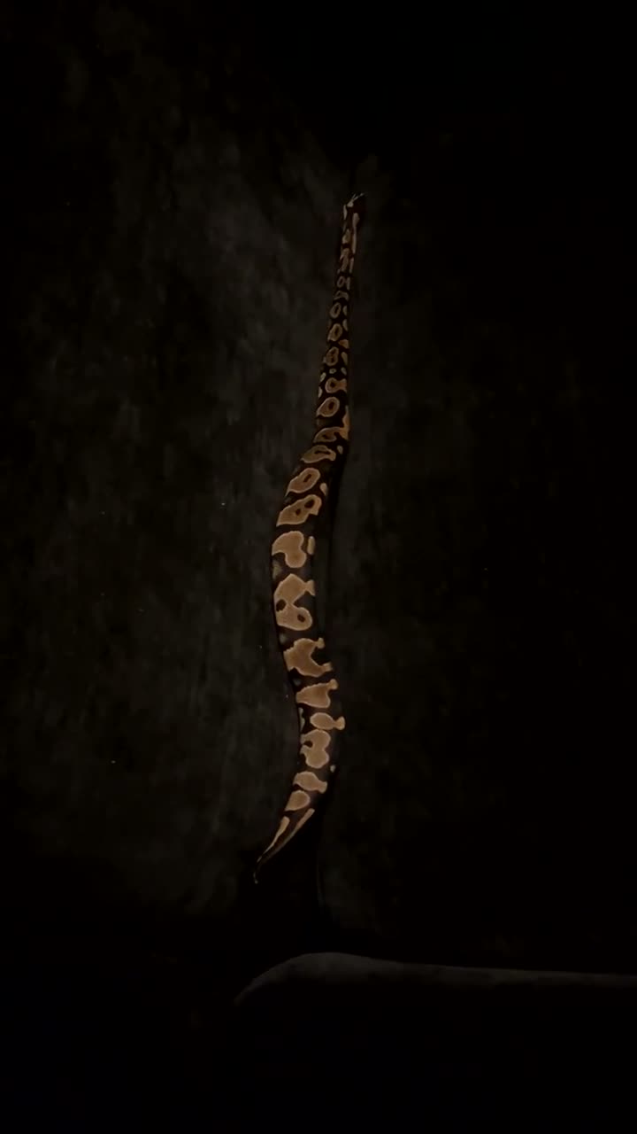 Python Snake reptiles for sale: BALL PYTHON in Runcorn - Video 2