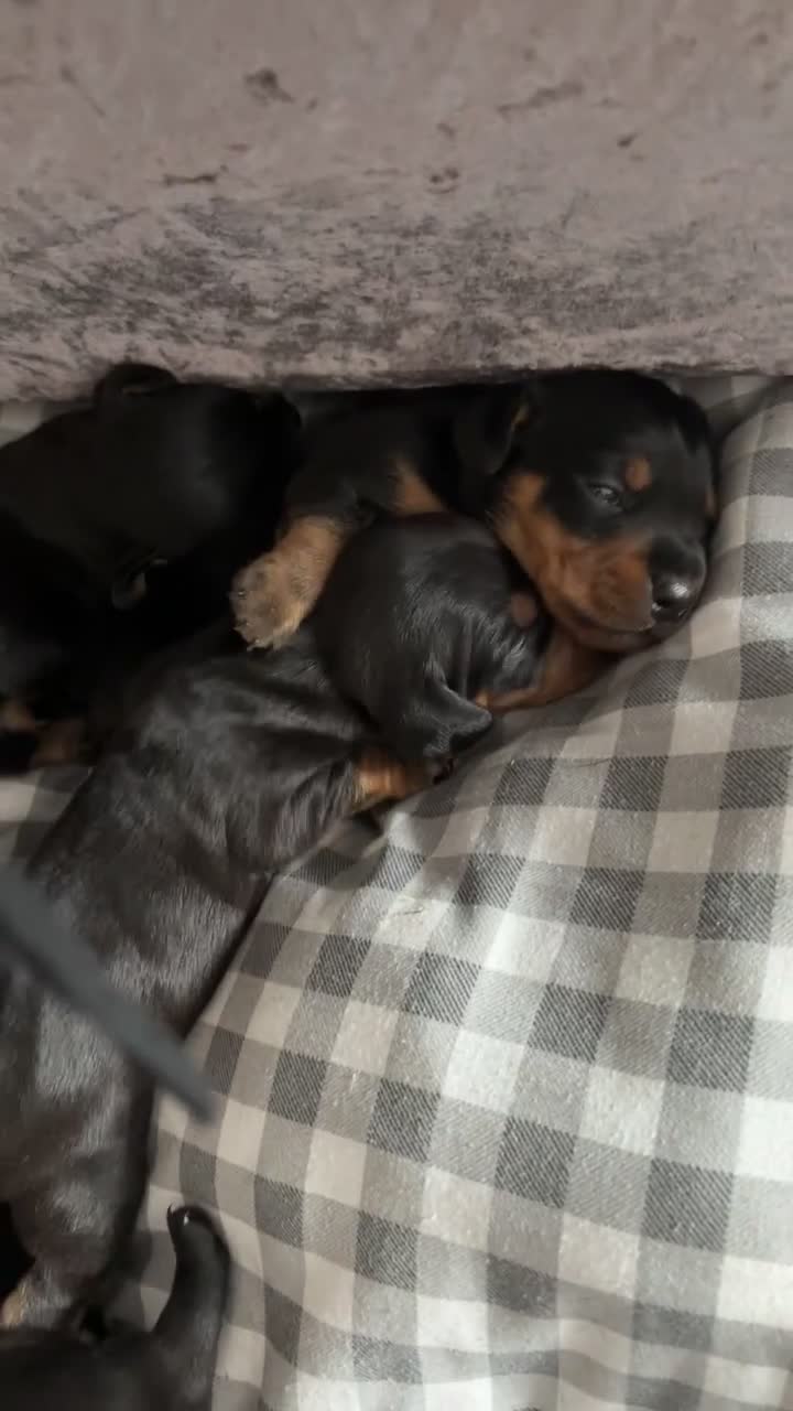 Mixed Breed dogs for sale: Dachshund x patterdale puppues - Video 1