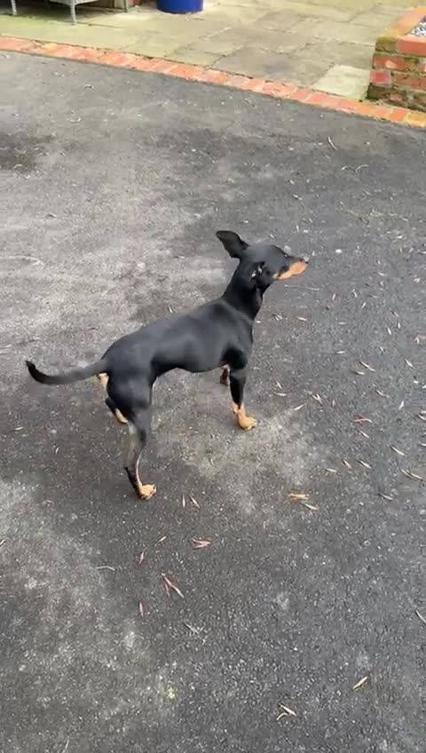 English Toy Terrier dogs for sale: English Toy Terrier - Video 1