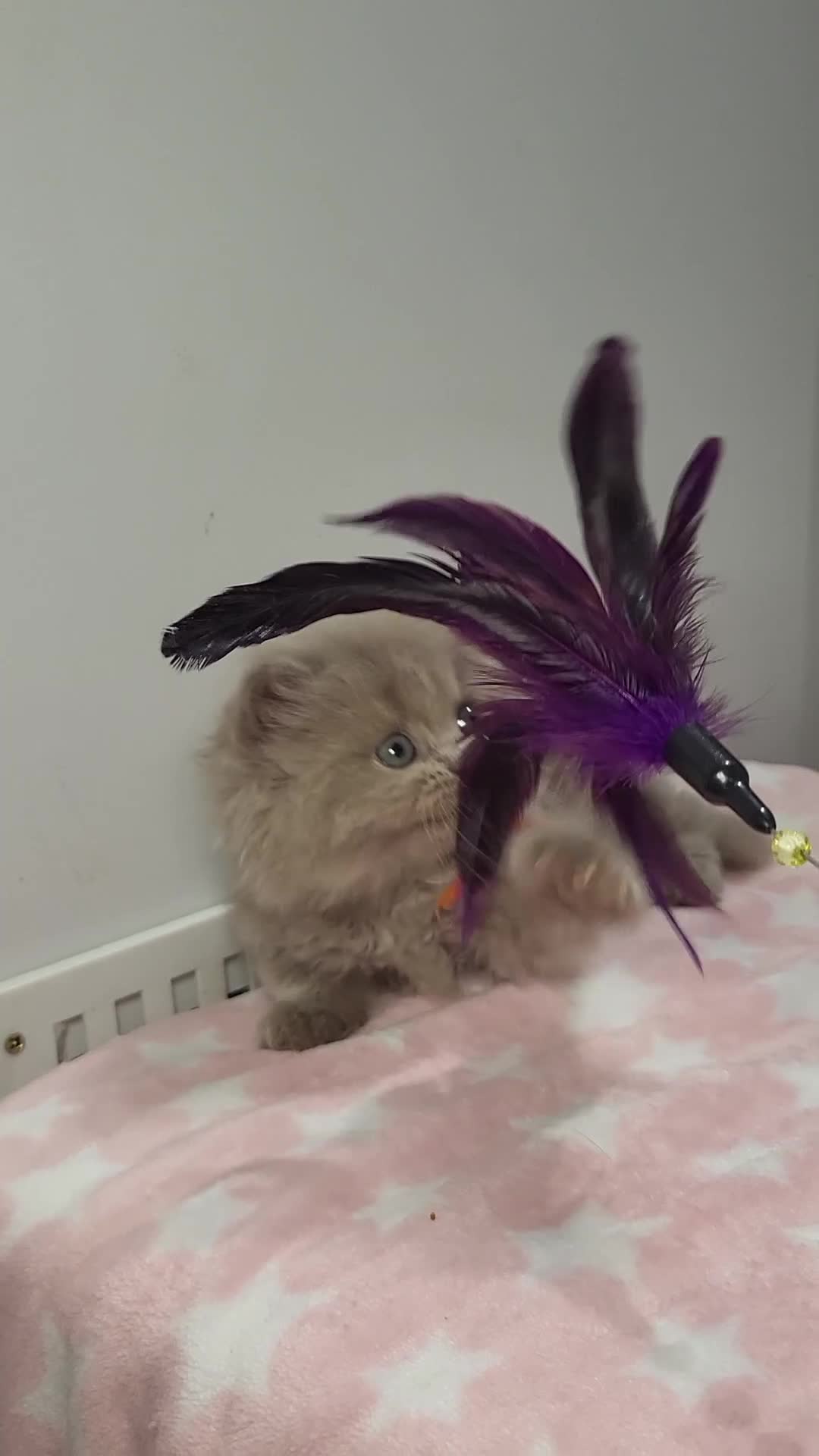 British Longhair cats for sale: GCCF Registered British Longhair kittens - Video 2