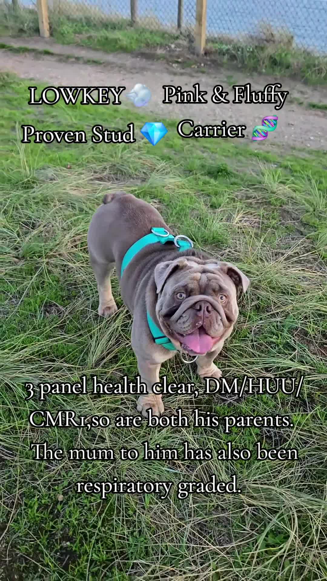 English Bulldog dogs for stud: Lowkey, Pink & Fluffy carrier Proven Stud!  - Video 1