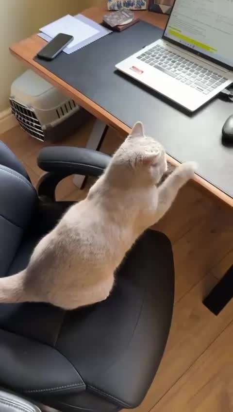 British Shorthair cats for sale: British blue short hair Stormi 🩶 in Accrington - Video 2