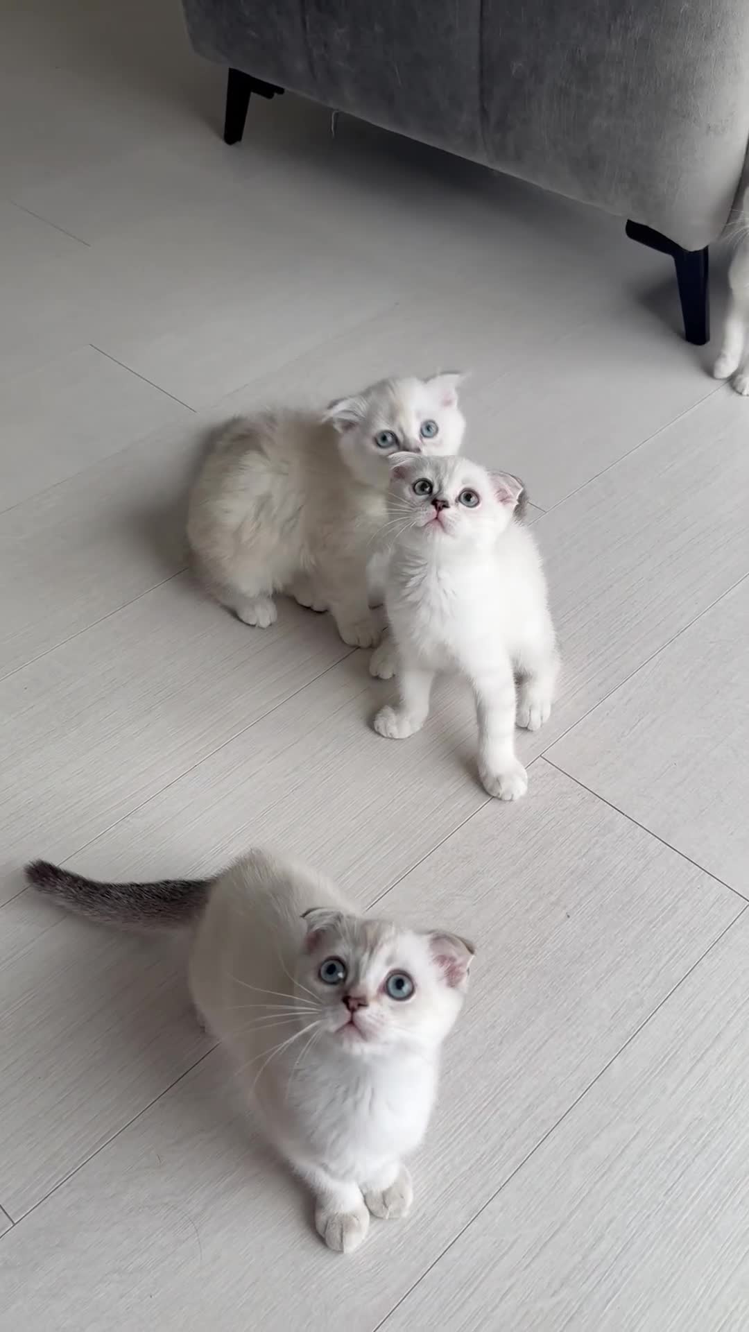 Scottish Fold cats for sale: White Scottish Fold - Video 5