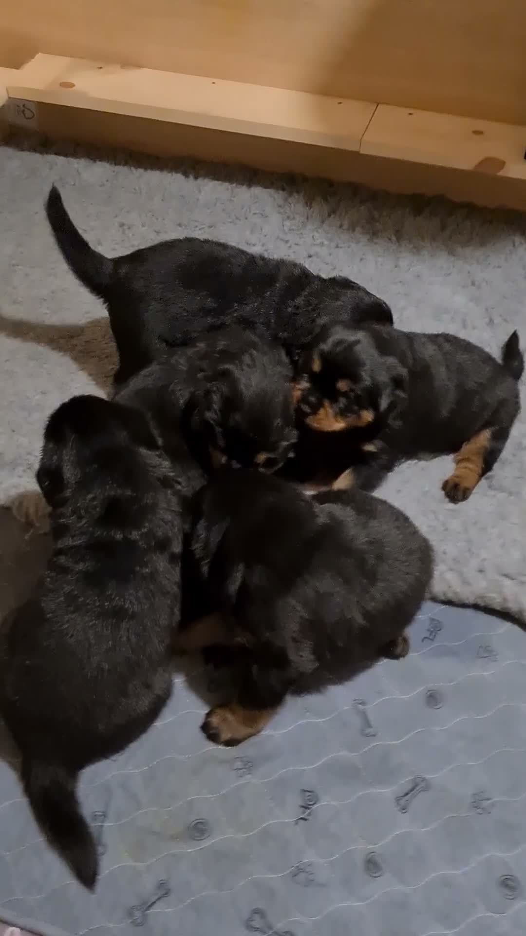 Rottweiler dogs for sale: German rottweiler puppies  in Birmingham - Video 3