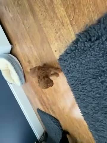 Cockapoo dogs for sale: A gorgeous litter of cockapoos 2 red and 1 black  - Video 1
