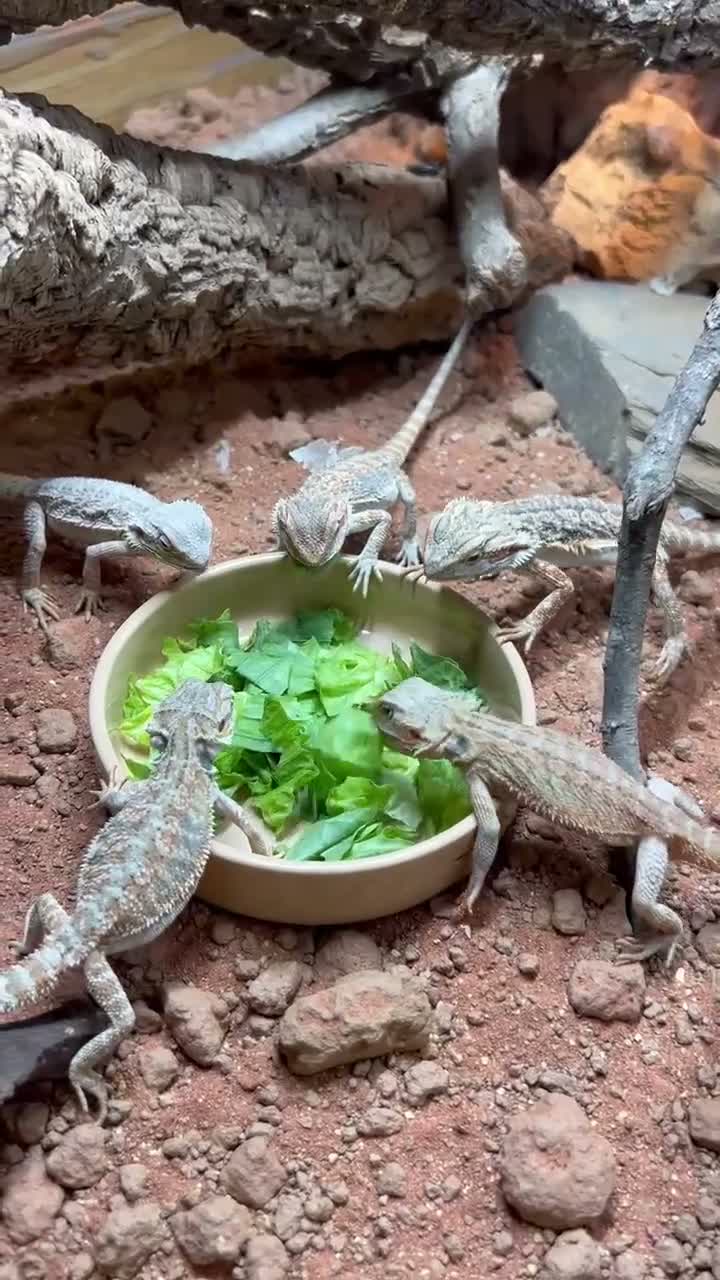 Bearded Dragon reptiles for sale: Baby Bearded dragons At Urban Exotics  - Video 1