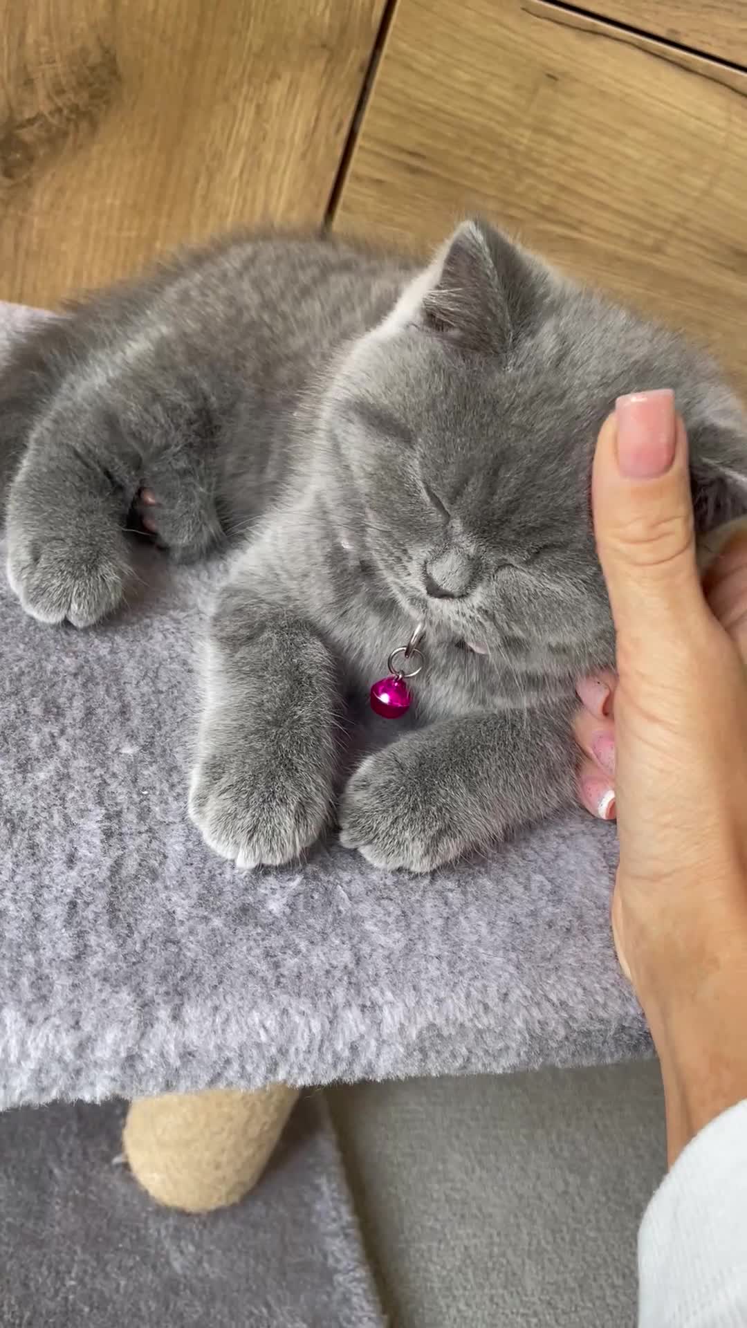 British Shorthair cats for sale: 🐾 GCCF Registered (Active) British Shorthair💙 in Wakefield - Video 1