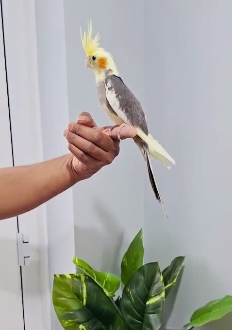 Cockatiels birds for sale: Beautiful baby hand tamed cockatiels for sale. - Video 4
