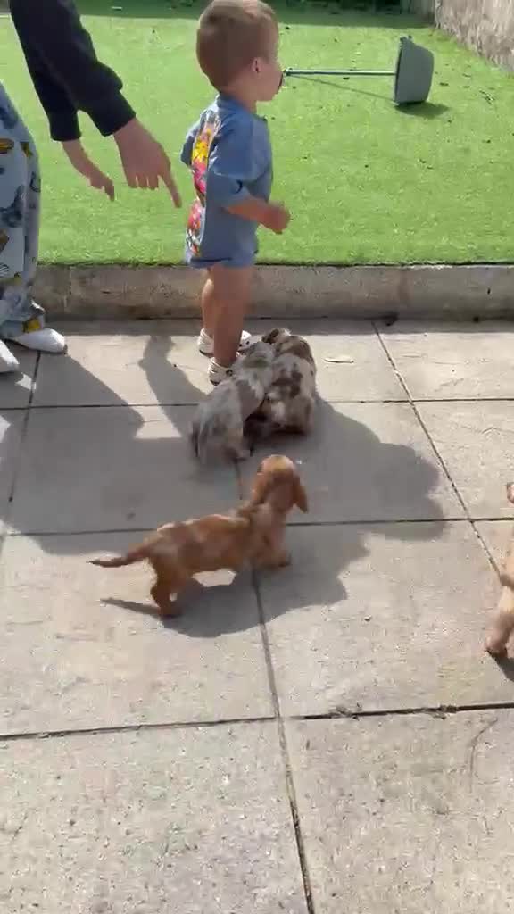 Miniature Dachshund dogs for sale: KC REG Long Haired Miniature Dachshunds  - Video 1