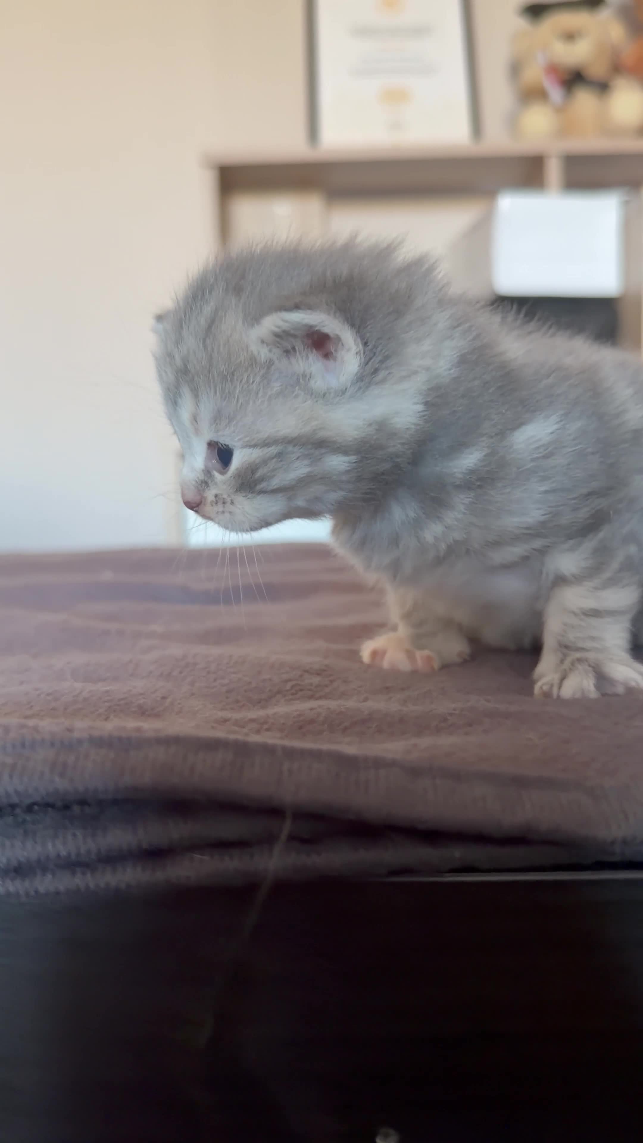 British Shorthair cats for sale: Beautiful BSH x tabby Kittens 🐾 - Video 1