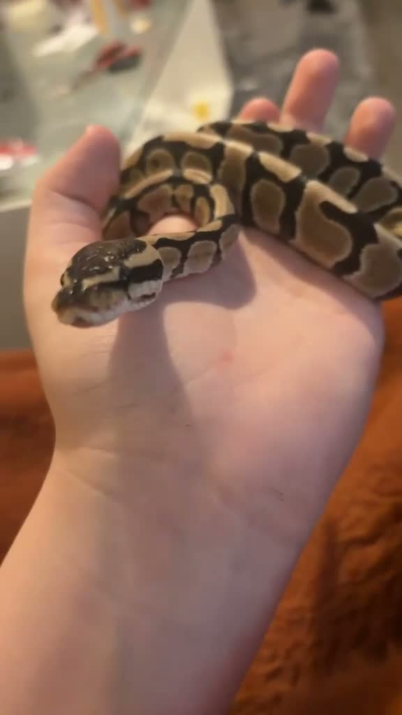 Python Snake reptiles for sale: Baby Female Royal Python  - Video 3