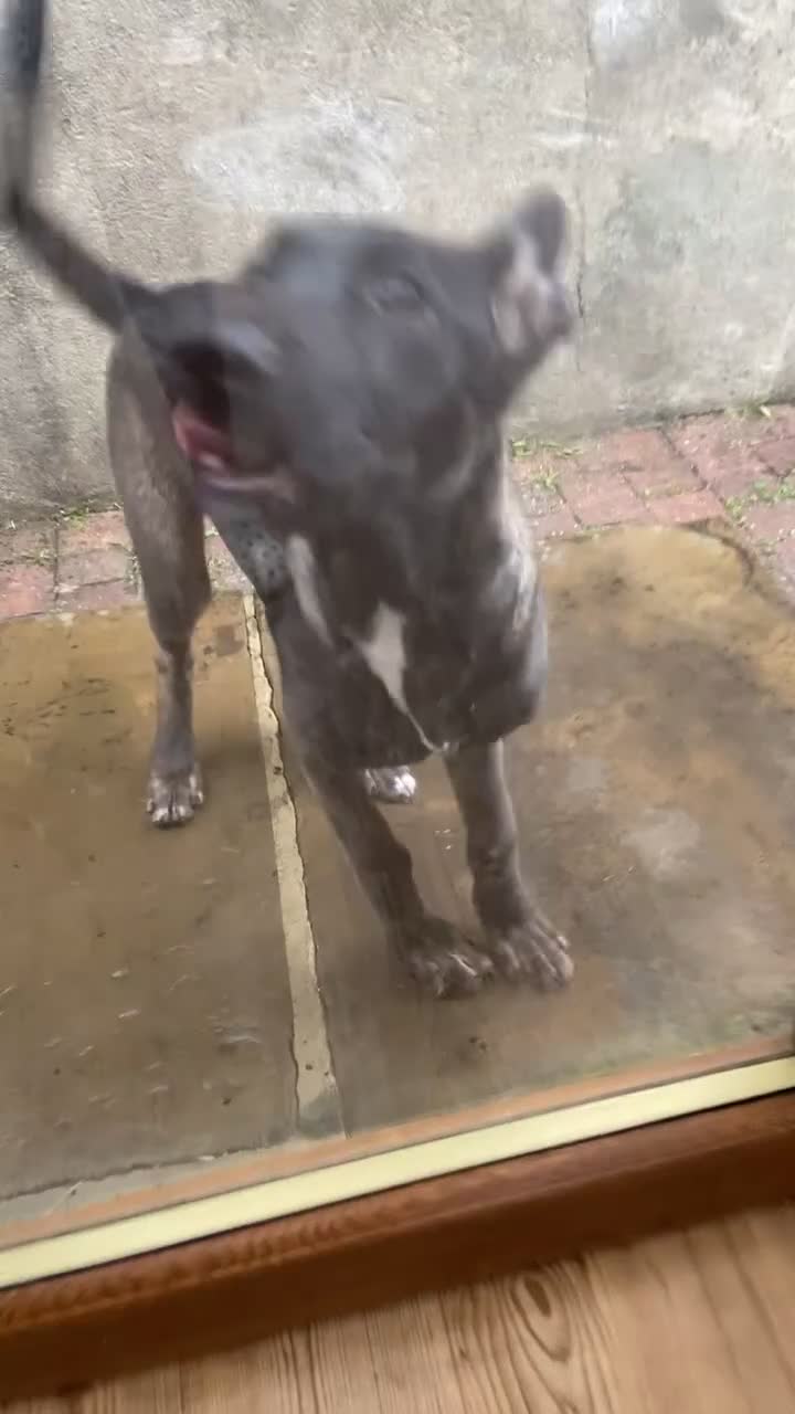Mixed Breed dogs for sale: Staffy x Akita x ridgeback Girl  - Video 1