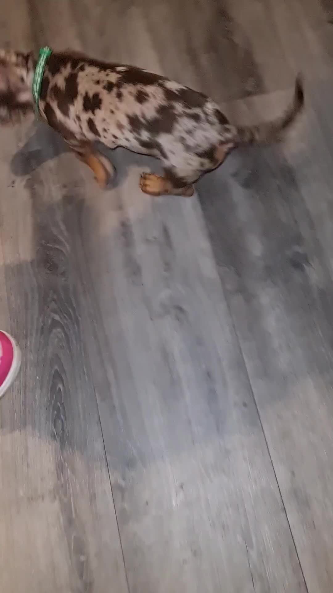 Miniature Dachshund dogs for sale: 🩵Beautiful Spotted Male Dachshund🩵 - Video 1