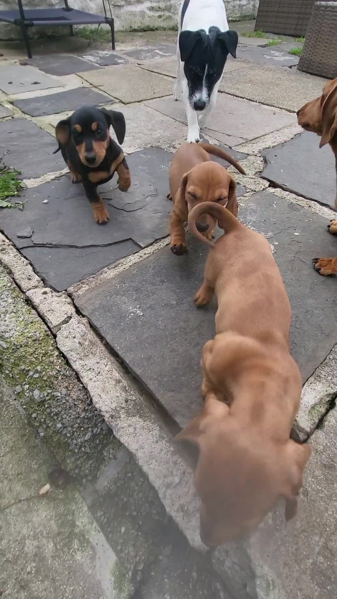 Miniature Dachshund dogs for sale: Ready to leave Miniature dachshunds cearphilly  - Video 1
