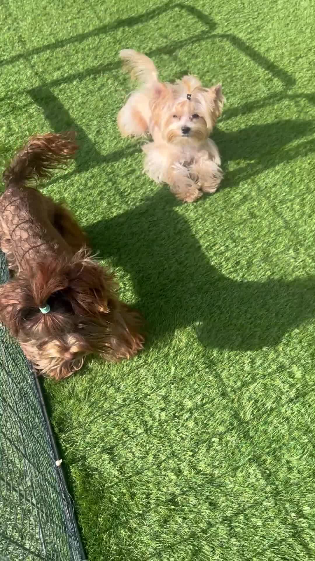 Yorkshire Terrier dogs for sale: Beautiful chocolate and tan boy  - Video 1