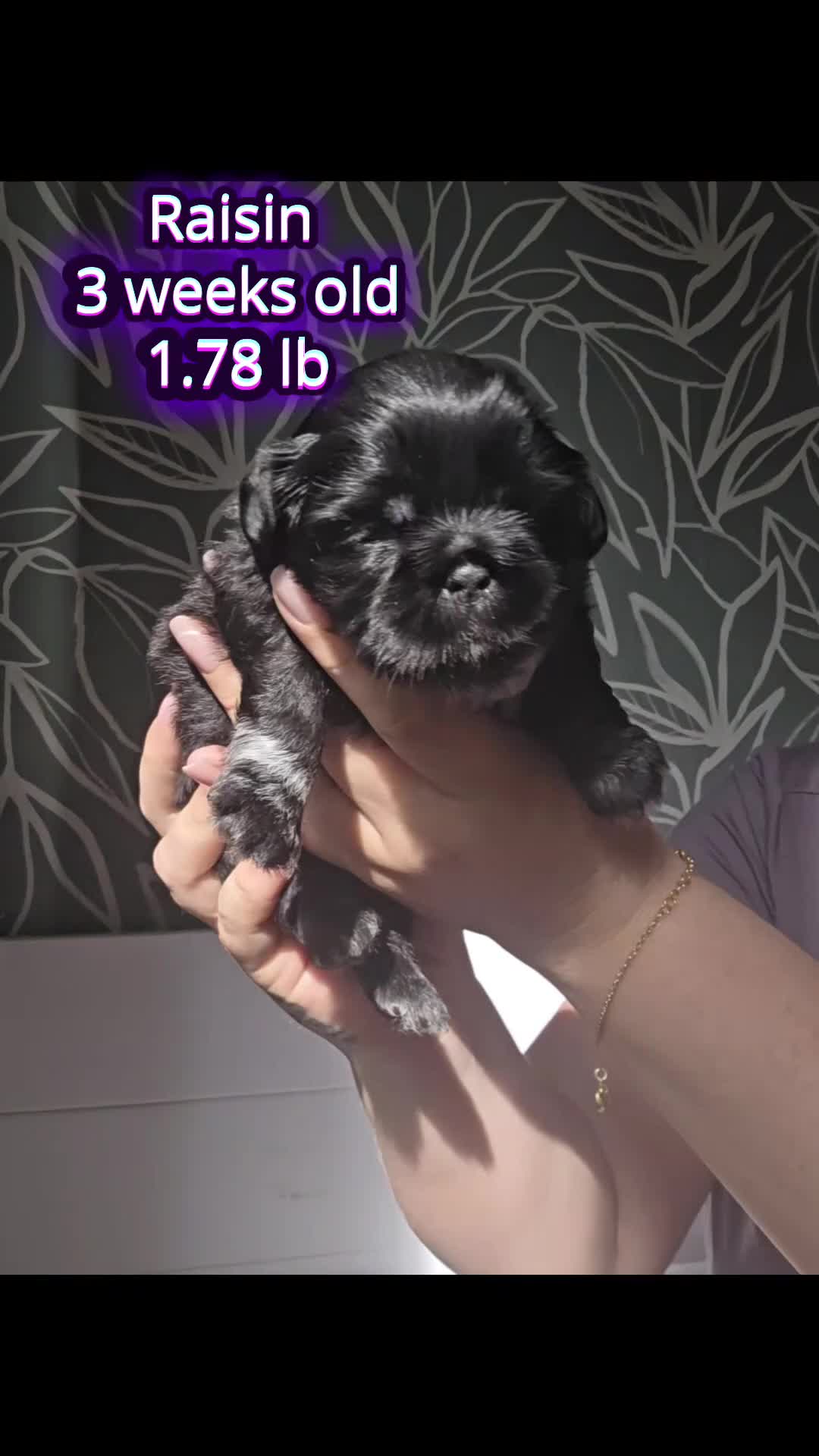 Shih Tzu dogs for sale: Beautiful Shih Tzu Puppies 5 girls 1 boy - Video 1