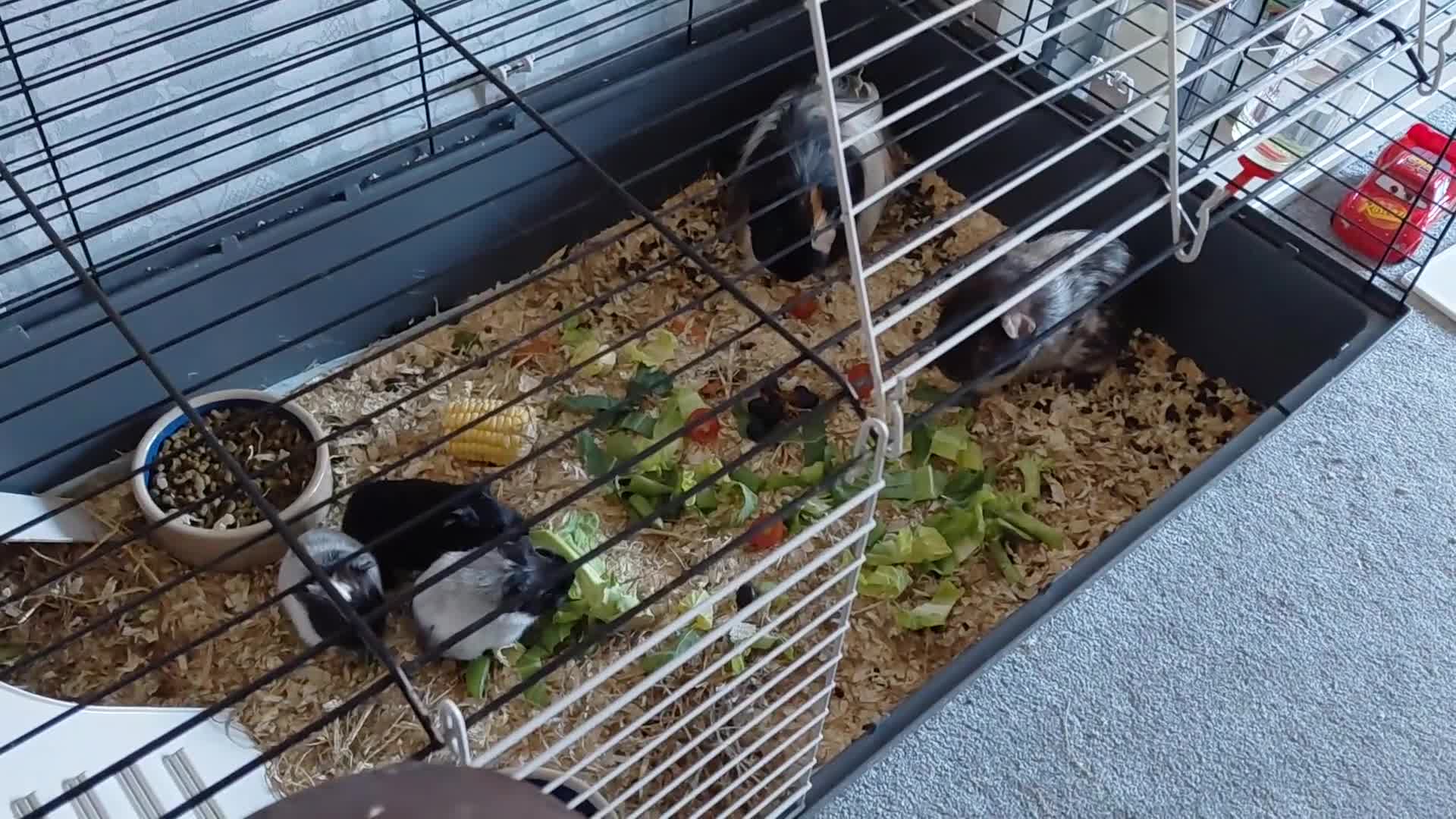 Guinea Pig rodents for sale: 3 male baby piggies for sale - Video 1
