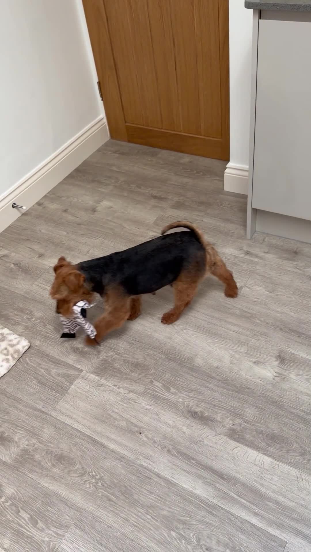 Welsh Terrier dogs for sale: Vincenzo lad  - Video 1