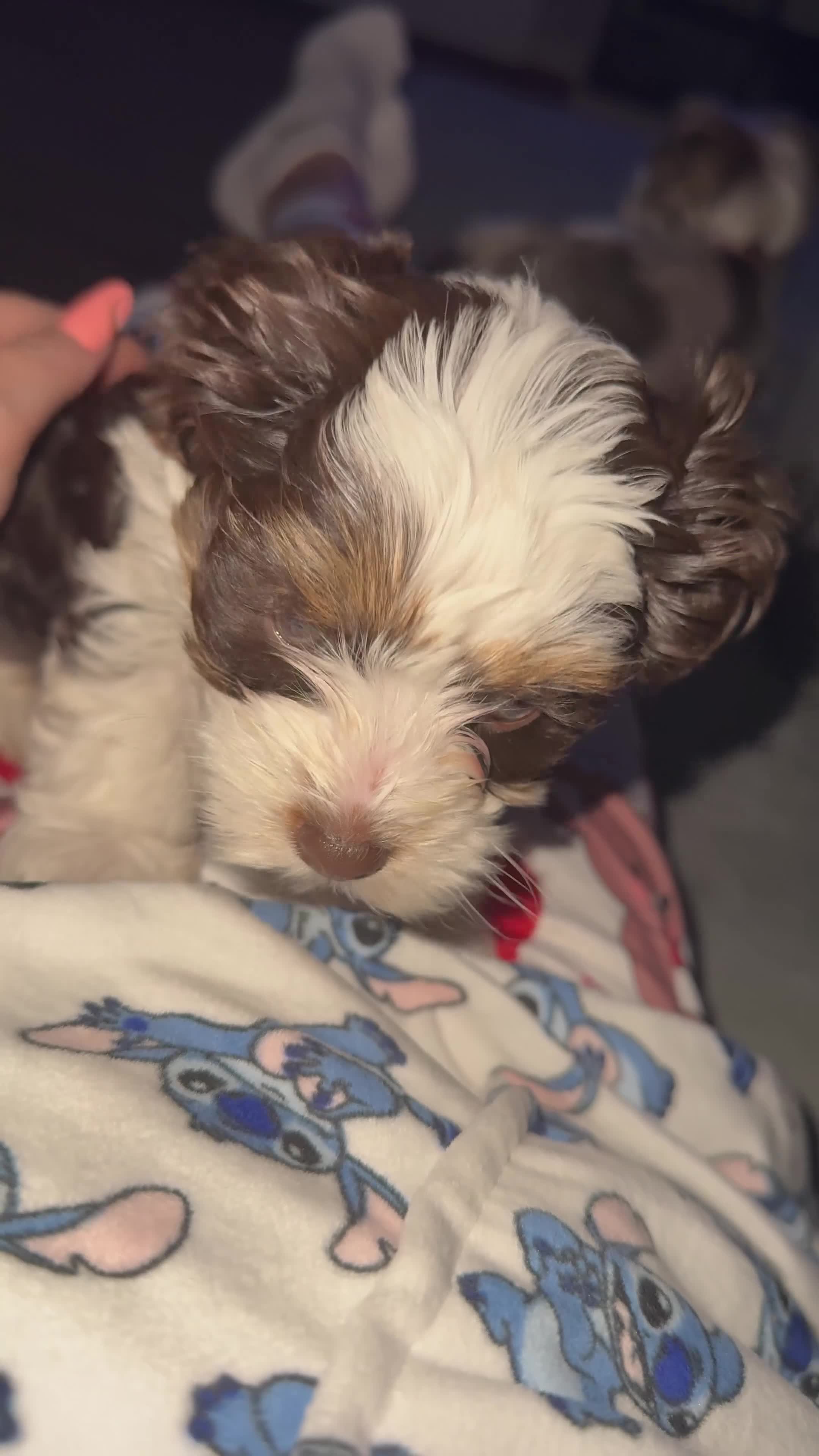 Yorkshire Terrier dogs for sale: Stunning Blue-Eyed Biewer Yorkshire Terrier Girl  - Video 1