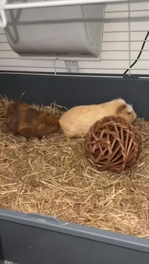 Guinea Pig rodents for sale: Guinea Pig  - Video 1
