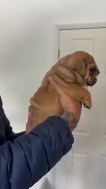 English Bulldog dogs for stud: Charlie for stud lilac and tan fullsuit - Video 5
