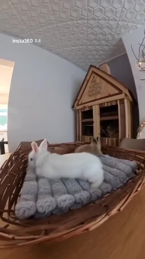 Lionhead rabbits for sale: Pure Breed Fluffy Double Mained Lionhead Boy - Video 1