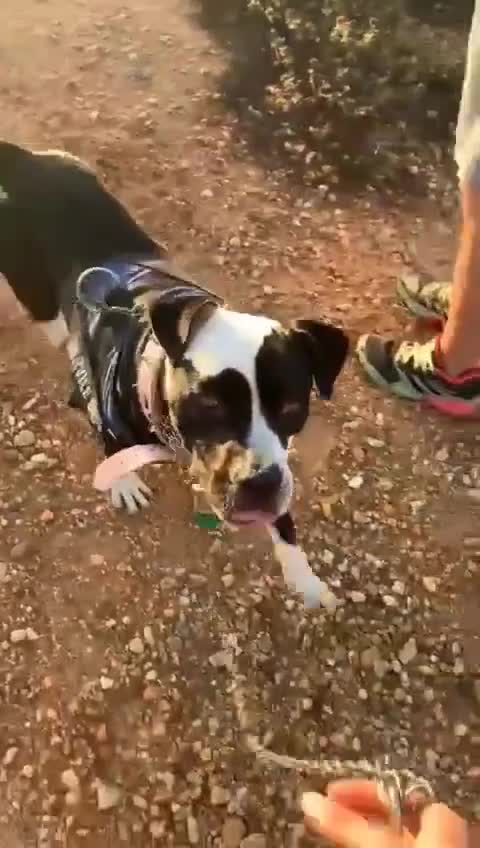 Mixed Breed dogs for adoption: ❤️ HERA the dog with a beautiful heart ❤️ - Video 1