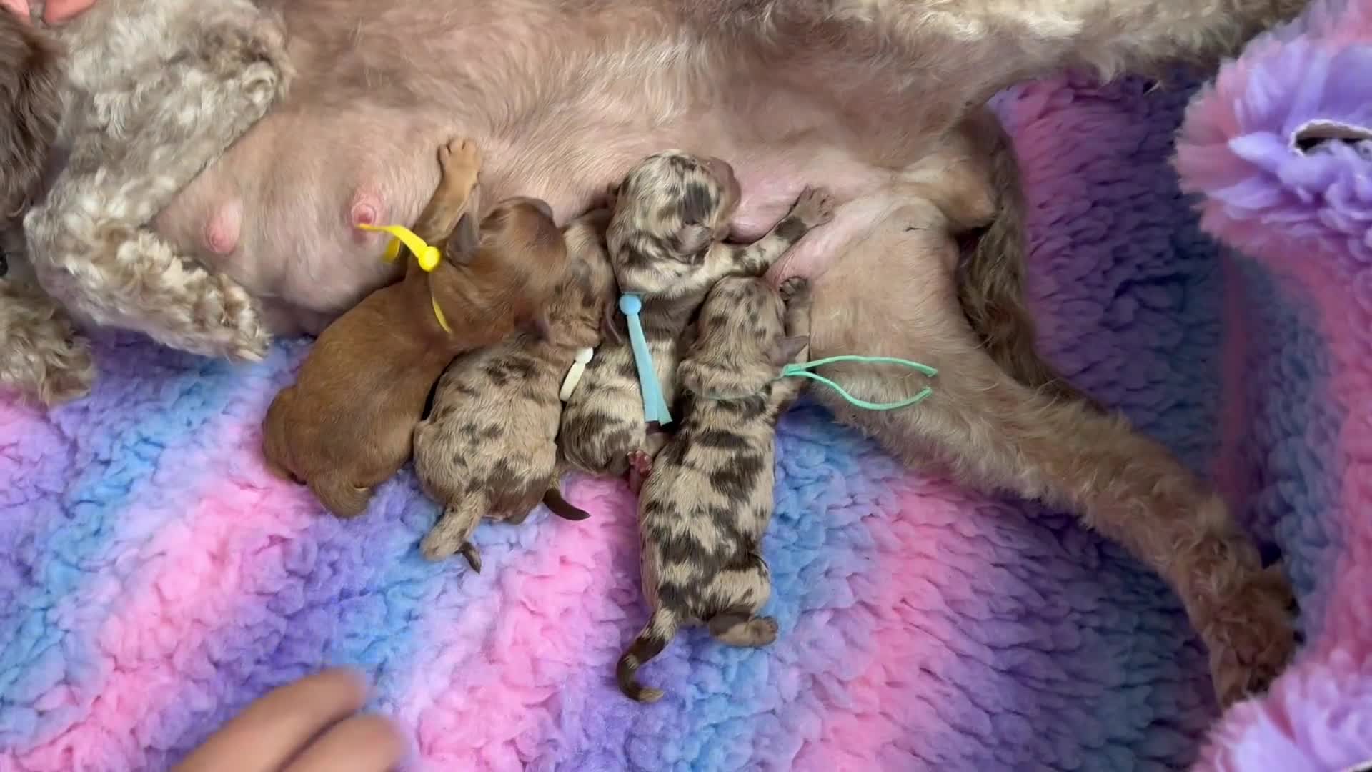 Cockapoo dogs for sale: F2bb Cockapoo Chocolate Merle Puppies  - Video 1