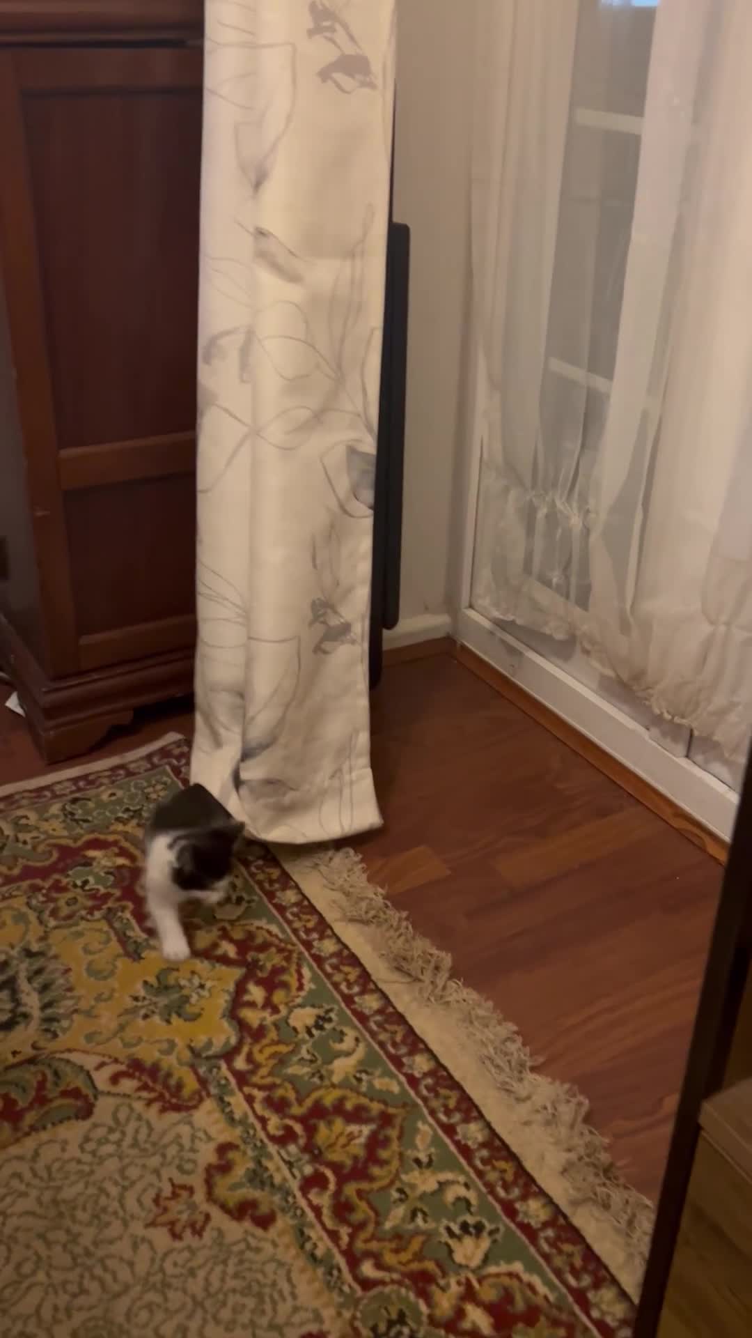 British Shorthair cats for sale: Adorable kittens looking for their forever homes in Enfield - Video 2