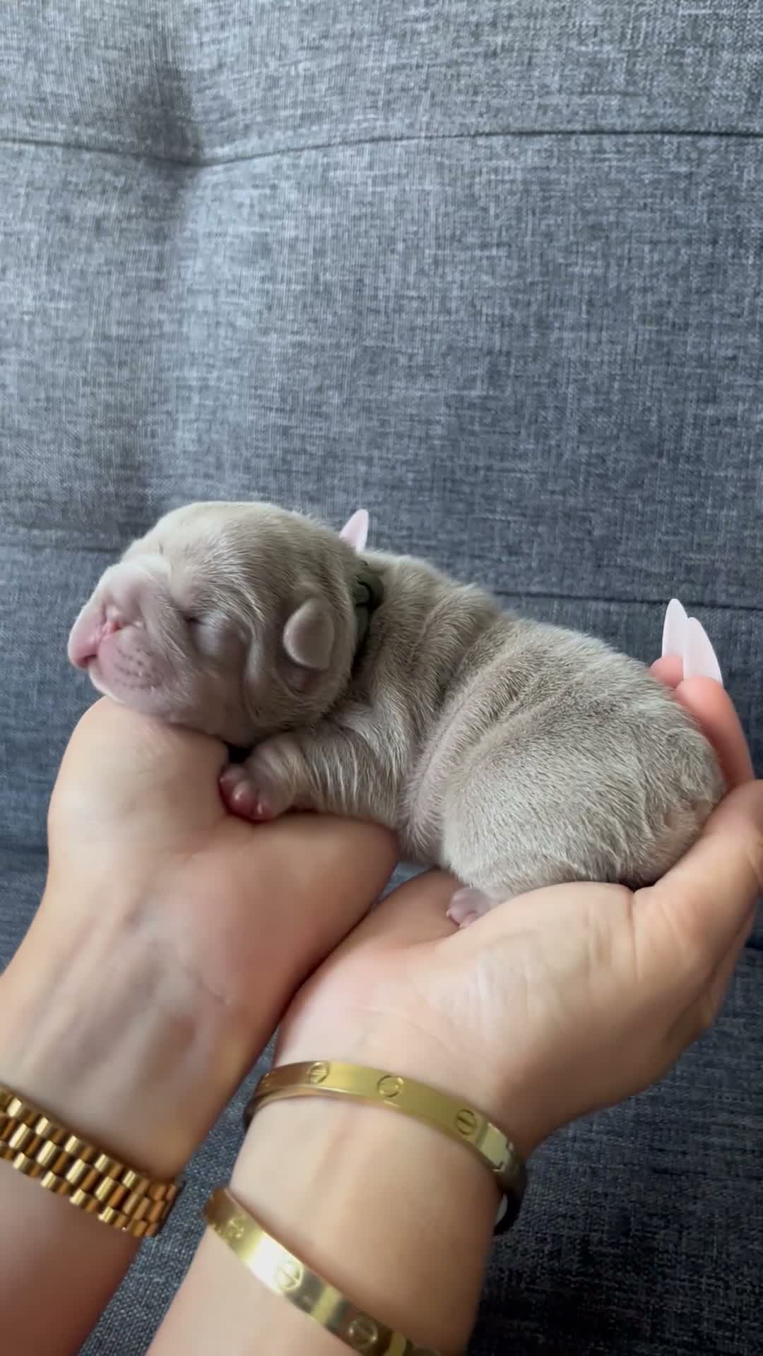 French Bulldog dogs for sale: French bulldog puppies  in Chelmsford - Video 2
