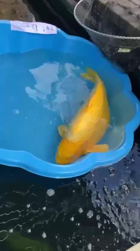 Koi Carp fish for sale: Beautiful Koi Carp looking for new home  - Video 1