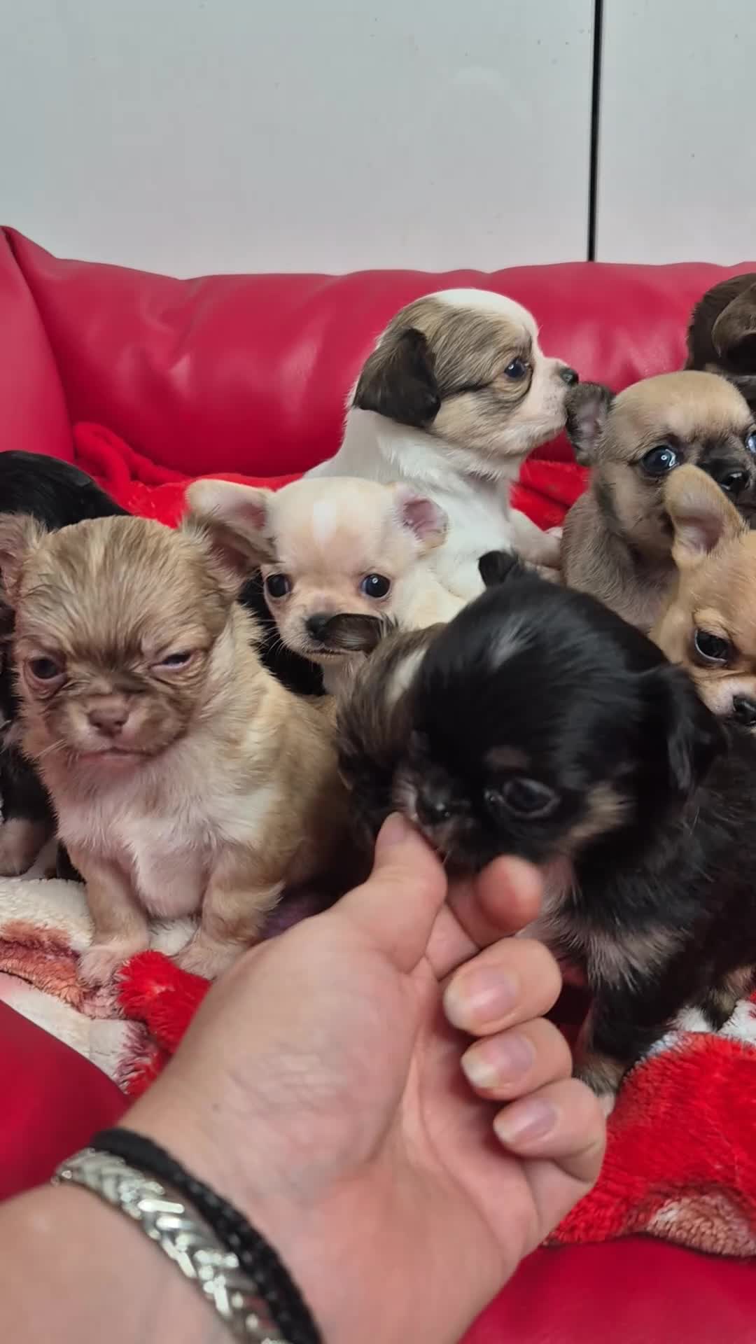 Chihuahua dogs for sale: KC registered Chihuahua puppies  - Video 1