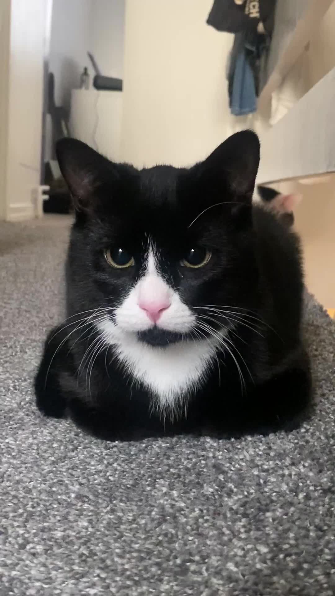 Bombay cats for sale: Black and white cat named -(Onyx)  - Video 2