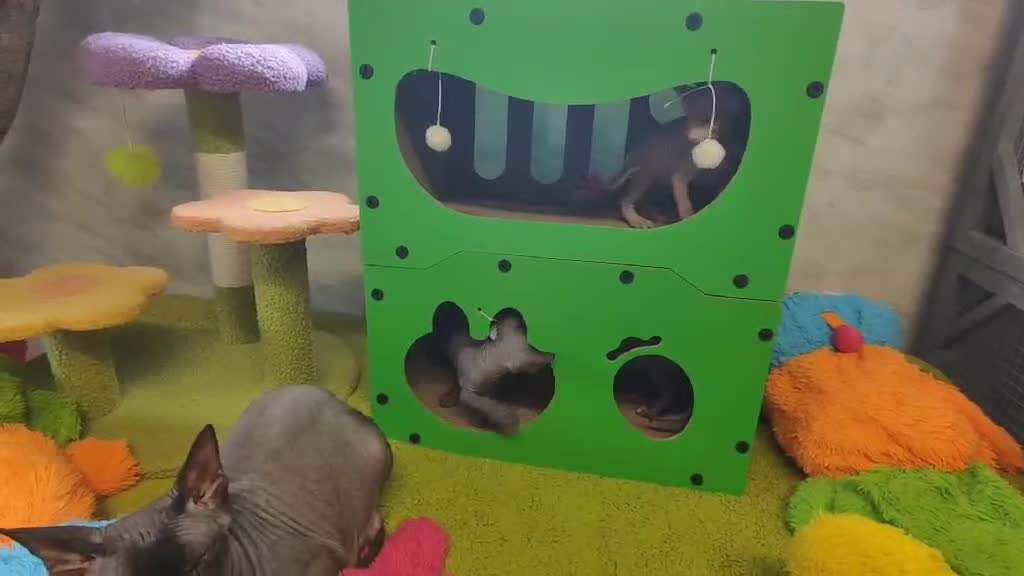 Sphynx cats for sale: Canadian Sphynx TICA REGISTERED. - Video 3