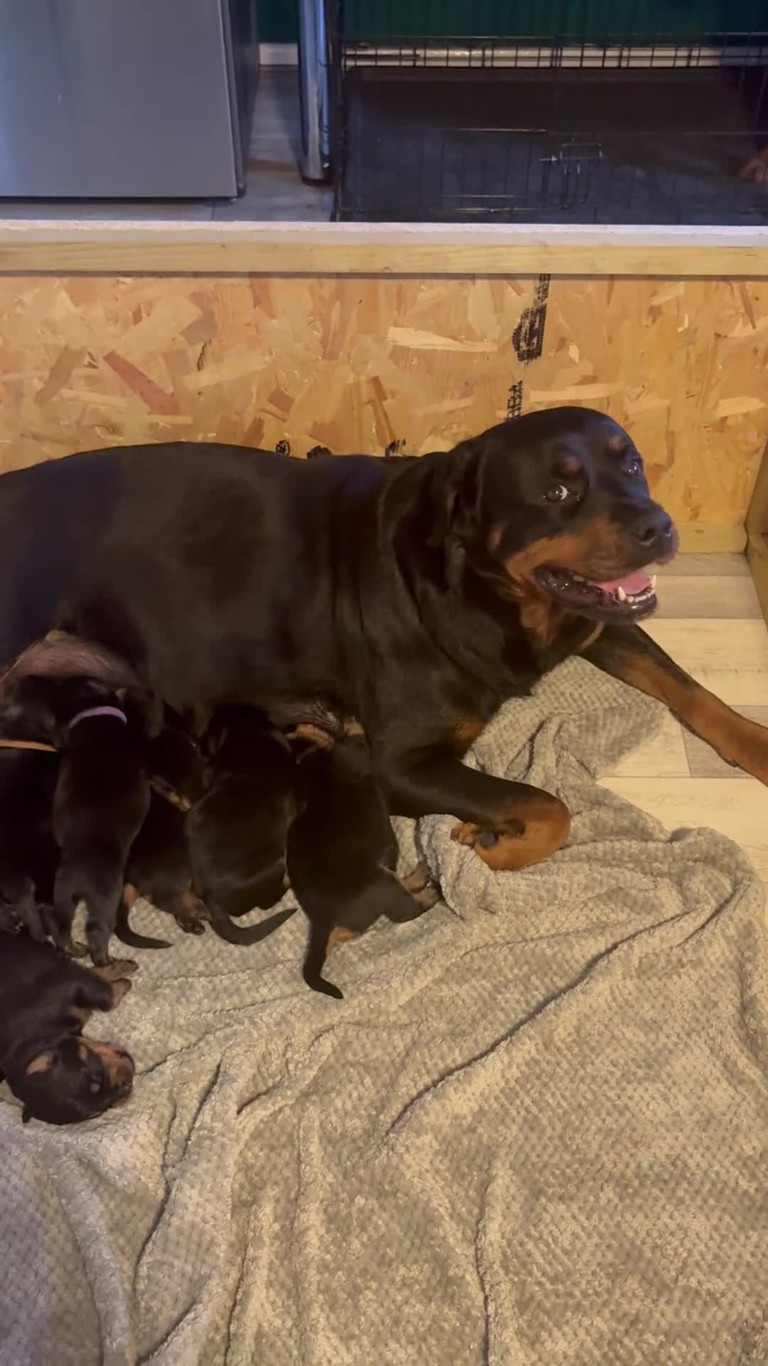 Rottweiler dogs for sale: World champion bloodlines last few remaining  - Video 2