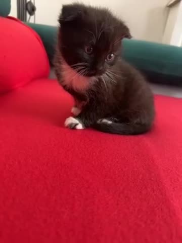 Mixed Breed cats for sale: Scottish fold mixed breed - Video 2