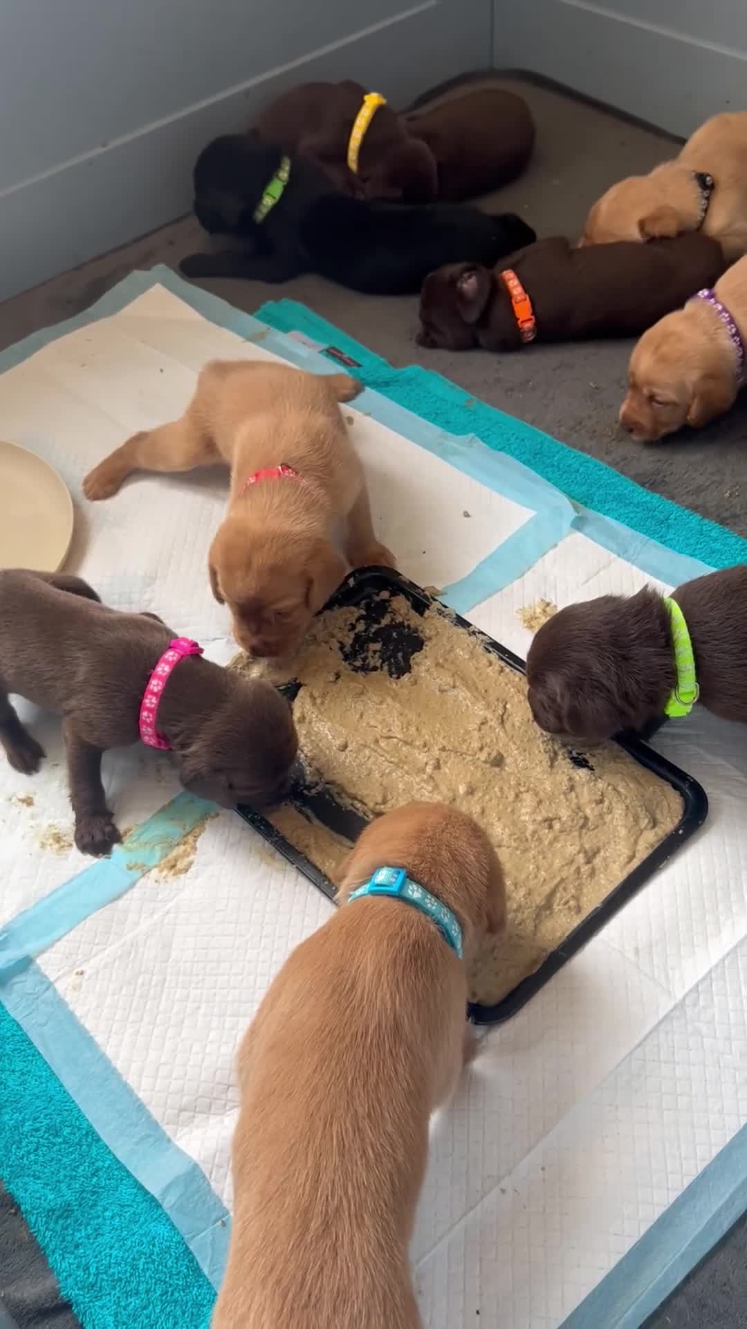 Labrador Retriever dogs for sale: KC Registered Labrador Puppies - Video 1