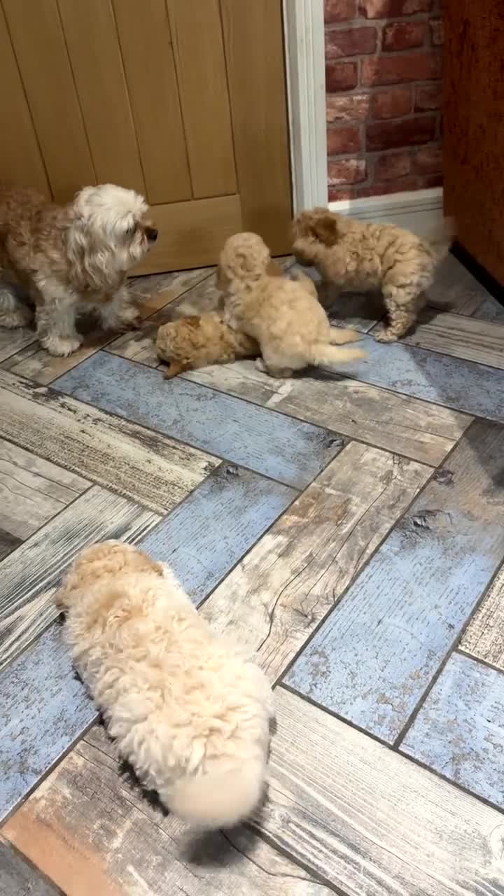 Cavapoo dogs for sale: 💙READY NOW💙  male cavapoo FHT  - Video 1