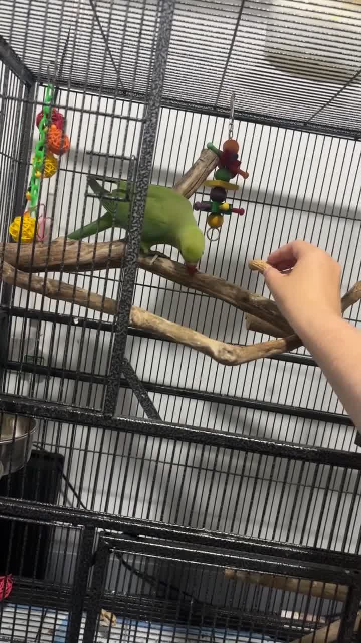 Ringnecks birds for sale: Indian ringneck parakeet for sale with full set up - Video 1