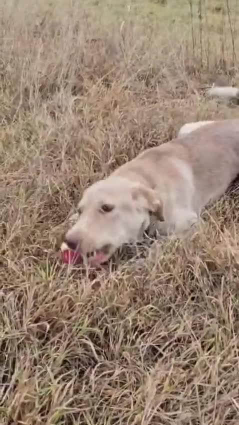 Mixed Breed dogs for adoption: URGENT: ❤️Jena❤️- amazing a 1 year old girl - Video 2